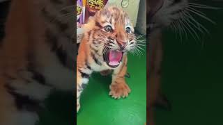 🐯🐯🐯OMG so fierce tigercub tiger kitten foryou fpy cute kitty zoo adorable [upl. by Mayce]