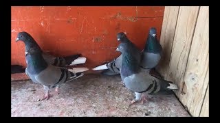 Tipplers Pigeon High Flying 2018 [upl. by Trub]