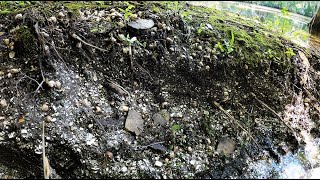 Ancient Florida Shell Midden [upl. by Routh352]