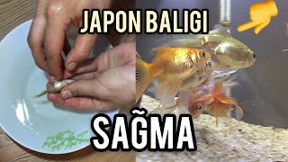 JAPON BALIĞI SAĞMA  YUMURTA DÖKME [upl. by Aicat]