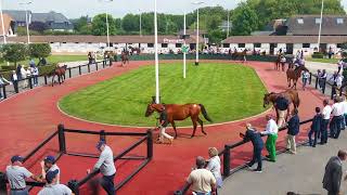 Vente de chevaux à Deauville [upl. by Hgiellek194]