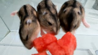 Hamsters Eating Watermelon  10 Day Old Hamsters [upl. by Nevaeh13]