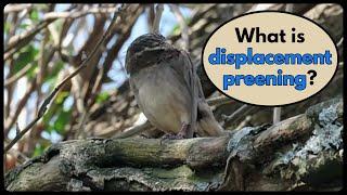 What is DISPLACEMENT PREENING [upl. by Novyad867]