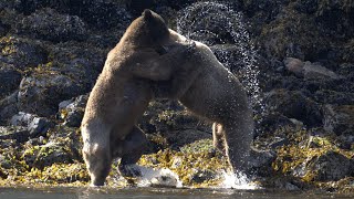 Epic Grizzly Bear Fight for Mating Rights [upl. by Hoi]