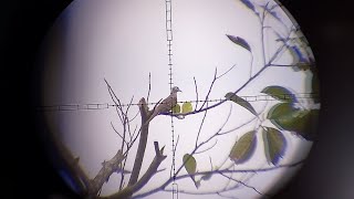 Hunt birds using an air rifle🇮🇩 [upl. by Dodge539]