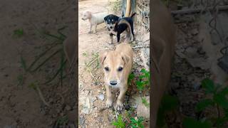 Lovely Puppy barking puppy doglover cute animals funny doglove dog barking love shortvideo [upl. by Anierdna]