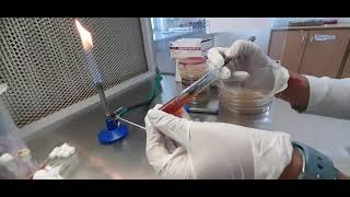 Method of Triple sugar iron test TSIMicrobiology biochemical TSI [upl. by Annaet930]