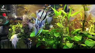 angelfish community tank [upl. by Suhsoj]