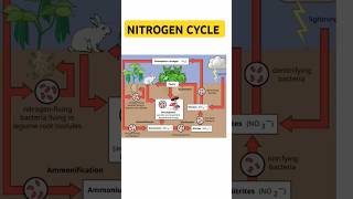 Nitrogen Cycleviralytshortstrending bacteria  biology  denitrification methods [upl. by Disini]