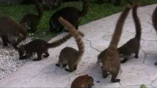 Coatimundi Feeding in Mexico [upl. by Eachelle]