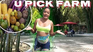 U PICK FARM Chaguaramas  Trinidad  Trinidad Youtuber [upl. by Amliv]