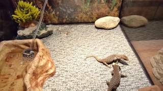 Savannah monitor babies eating anoles [upl. by Markowitz]