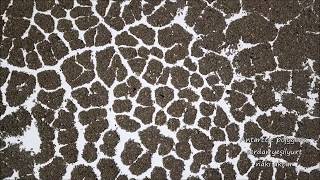 Patterned ground polygons permafrost in Antarctica Dji Mavic Pro [upl. by Pacificas102]