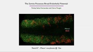 The Molecular Cues That Regulate Hematopoietic Stem Cell Specification Four Roles of the Somite [upl. by Eiuqnom]