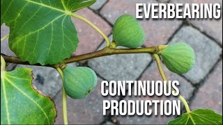 Everbearing Fig Trees How to Make Fig Trees Produce MORE Fruit  CONTINUOUS PRODUCTION [upl. by Arok]