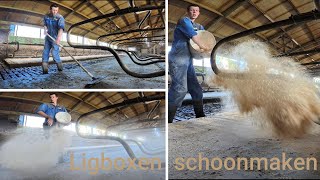 Koeien stal ligboxen schoonmaken  Farm247 2024 [upl. by Triny990]