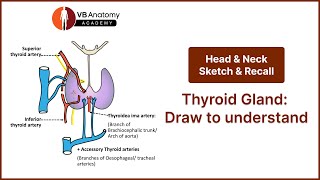 Thyroid Gland Draw to understand [upl. by Enra722]