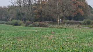 Pheasants in the field  flyaway pheasants  youtubevideo [upl. by Sidra212]