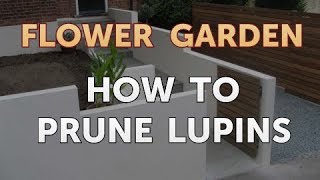 How to Prune Lupins [upl. by Odel]