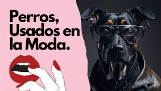 Perros Usados como accesorios de moda Aprende a detectarlo aquí [upl. by Nilyad251]