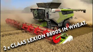 4Kᵁᴴᴰ Harvest 2024 Two of Thurlow Estates Claas Lexion 8800 TT combines harvesting wheat in Cambs [upl. by Sybilla]