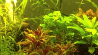 How To Trim Hygrophila Angustifolia [upl. by Vikki968]