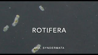 Rotifera [upl. by Dyane]