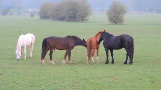 Hackney horse William saying quotHelloquot to a new pony [upl. by Oiracam]