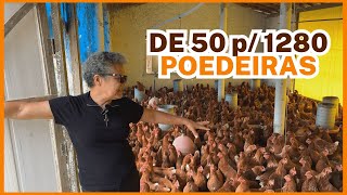 COMECEI com 50 HOJE são 1280 GALINHAS POEDEIRAS produção de ovos caipiras [upl. by Nilhtac479]