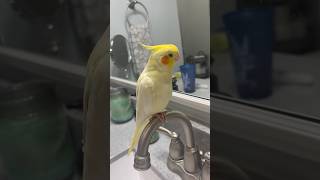 Cockatiel whistle cockatiel shorts youtubeshorts [upl. by Notsnarc667]