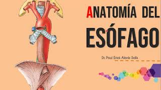 Anatomía del esófago [upl. by Siana67]