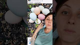 Chicken News Part 2 purple eggs and chicken wheel chairs 🤪🐔 chickennews purpleegg homesteader [upl. by Emmy]