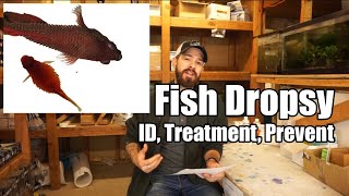 Fish Dropsy  Fish Bloat  Symptoms Causes Prevention amp Treatment [upl. by Aydni]