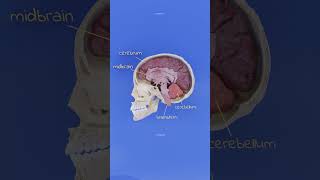 Medical biology  anatomy and physiology of the nervous system [upl. by Aremihc750]