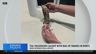 Man stopped at Miami International Airport with snakes in his pants [upl. by Eihcir]