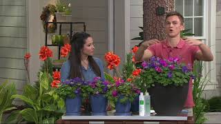 Robertas 4piece Compact Perennial Geraniums on QVC [upl. by Casaleggio400]