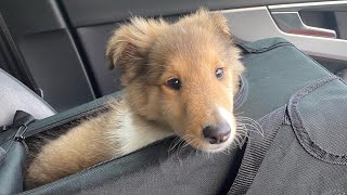 Gringo  my rough collie pup  9 weeks to 8 months [upl. by Nahsrad]