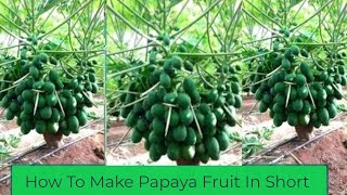 Papaya Growing Tips To Make Papaya Plant Bear Fruit in Short and PRODUCTIVE [upl. by Gunn]