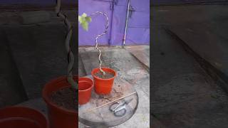 Ficus Rumphi Literati bonsai viralvideo garden shortsvideo shorts [upl. by Pruchno]