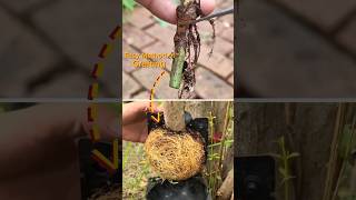 🌿 way to get large seedlings without spending any money by grafting method grafting compostingworm [upl. by Klusek]