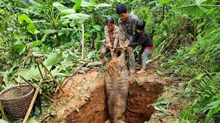 Wild boar trap skill Giant wild boar a lucky day for the family born from the forest [upl. by Notserc13]