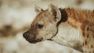 Spotted Hyena  4K clip [upl. by Awjan]