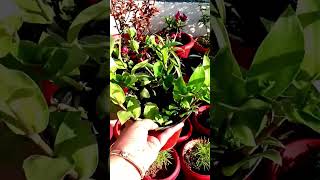 Spider wort indoorplants youtubeshorts shorts plants mystressfreegardening [upl. by Cassius]