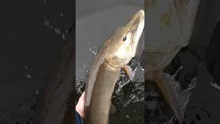 BIG Muskie Crushes Bucktail fishing water minnesota youtube youtubeshorts muskie bigfish [upl. by Seldan991]