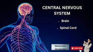 CENTRAL NERVOUS SYSTEM  BRAIN amp SPINAL CORD  PARTS OF BRAIN [upl. by Wise]