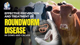 Effective Prevention and Treatment of Roundworm Disease in Cows and Calves  DrVet [upl. by Tania]