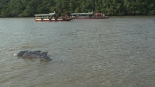 Surinam Sunset amp Dolphins Trip [upl. by Shanks]