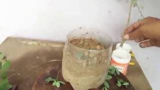 Easy way to Grow Pithecellobium dulce from Cuttings  With Update  Jungle Jalebi  Hindi [upl. by Sirehc]