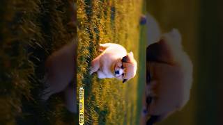 Natural Video for dog Cartoon littledog dog cute [upl. by Scheers917]