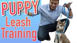 How to Train your NEW PUPPY to Walk on Leash [upl. by Josh]